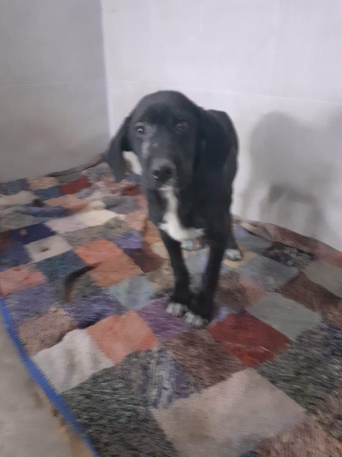 მეტისი უსახელო