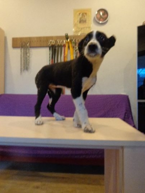 მეტისი უსახელო