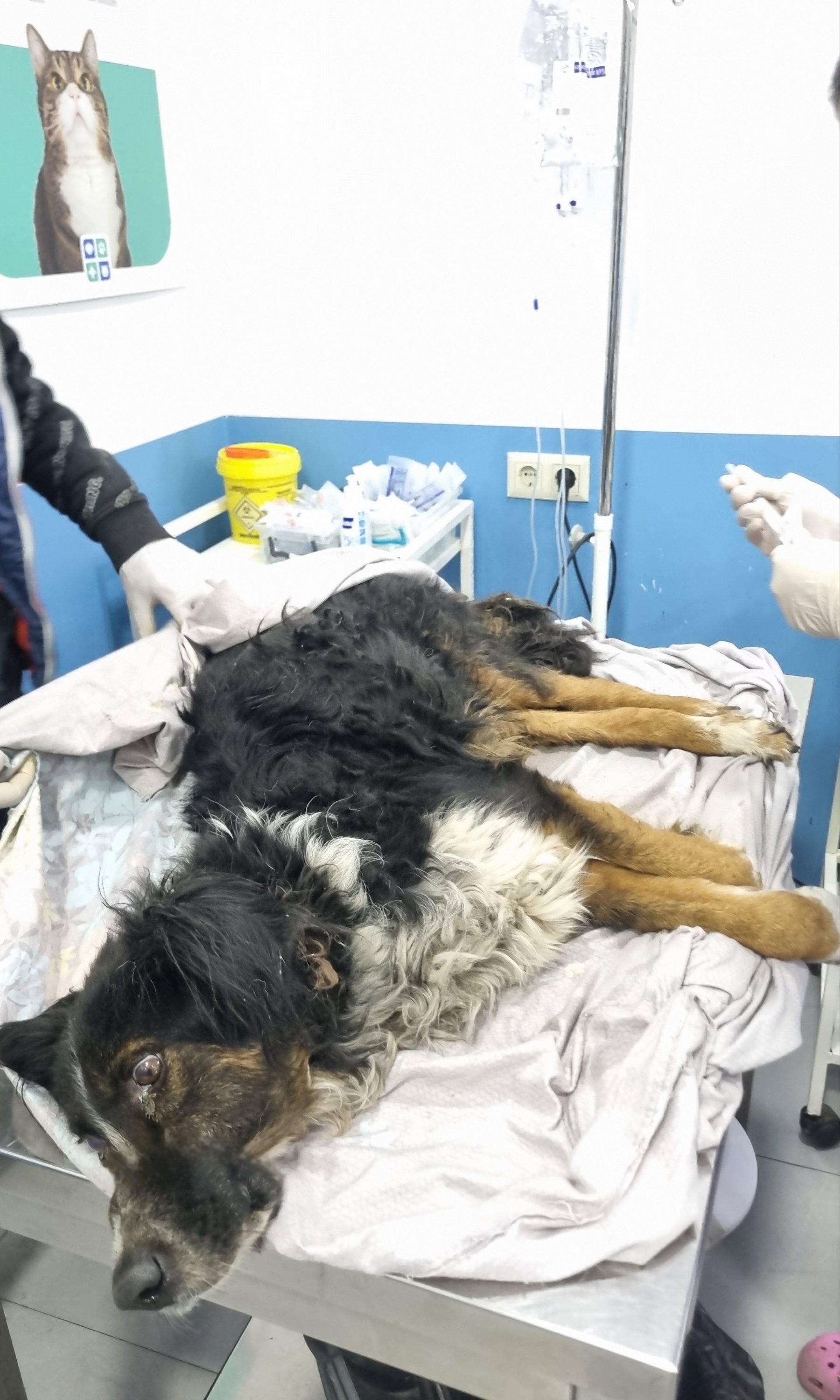 მეტისი. ვერა