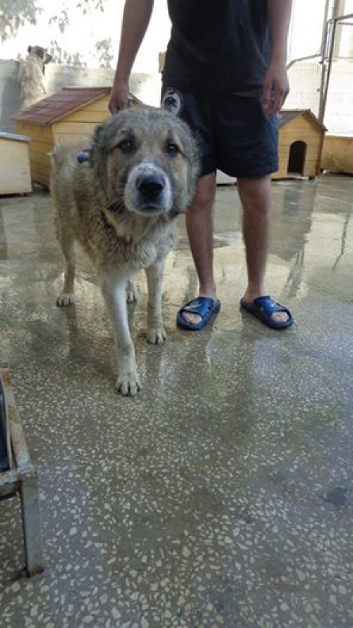 ქართული ქოფაკი უსახელო