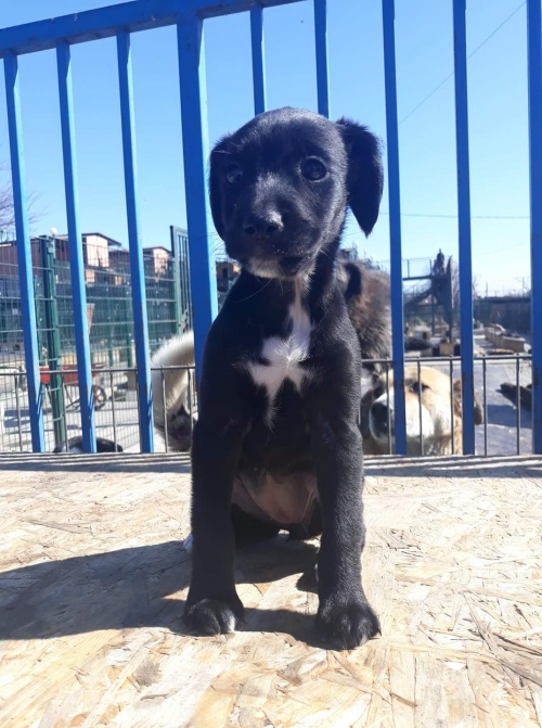 მეტისი ზესტაფონის ქჩ.