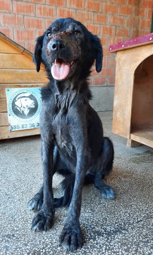 მეტისი ნატახტარი