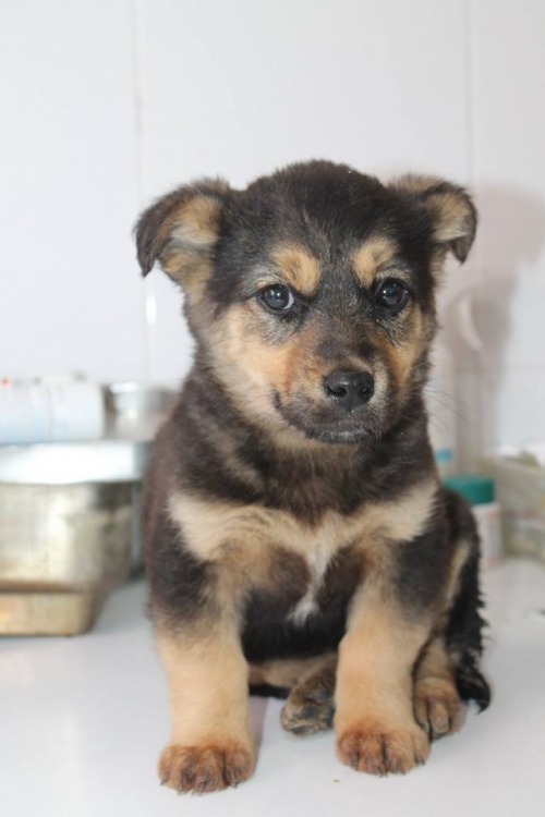 მეტისი უსახელო