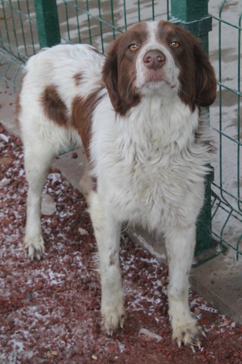 მეტისი უსახელო