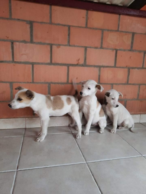 მეტისი თავისუფლების მოედანი