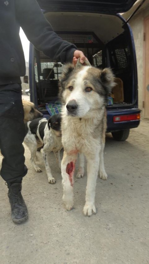 ქართული ნაგაზი უსახელო