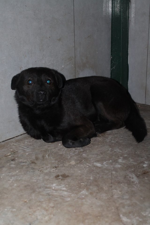 მეტისი ბეკი