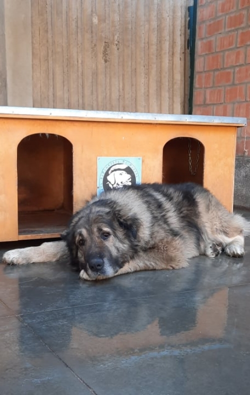 ქართული ნაგაზი ნაპოვნია სოფელ კარსანში