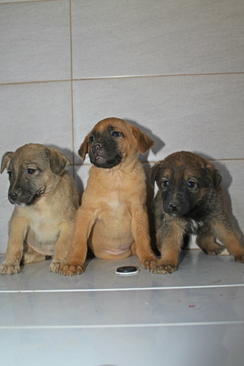 მეტისის ლეკვები უსახელო