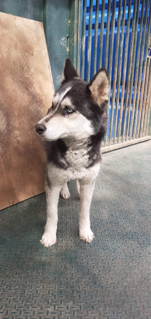 ლაიკა უსახელო