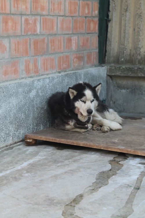ლაიკა უსახელო