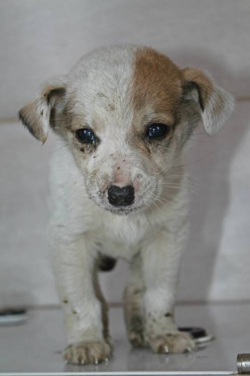 მეტისი უსახელო