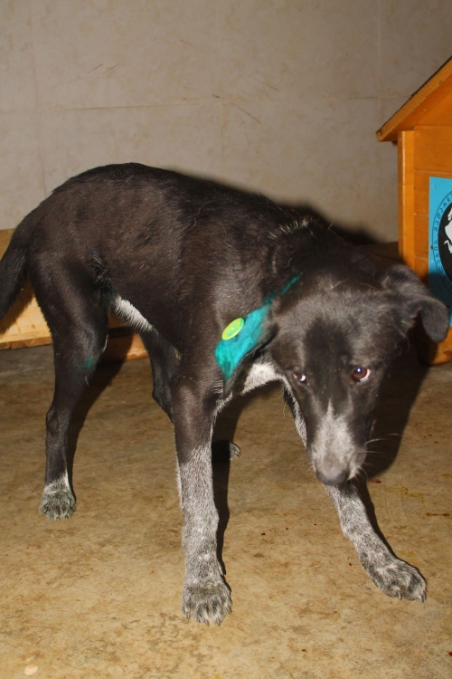 მეტისი ჩორნა