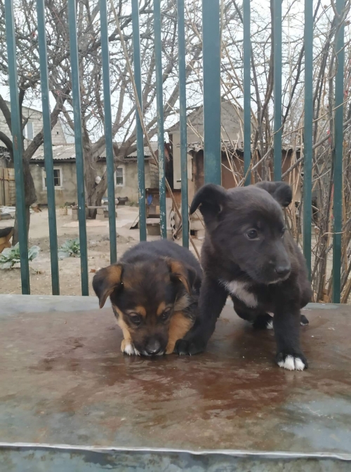 მეტისი უსახელო