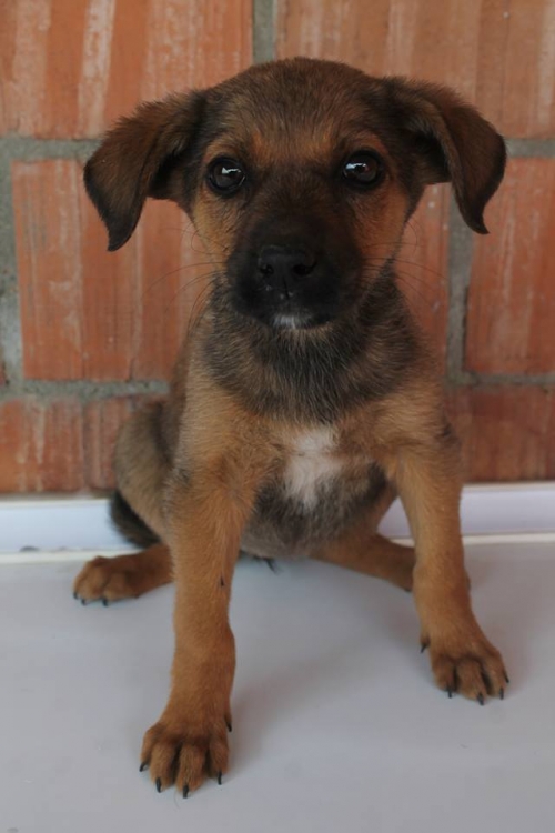 მეტისი უსახელო