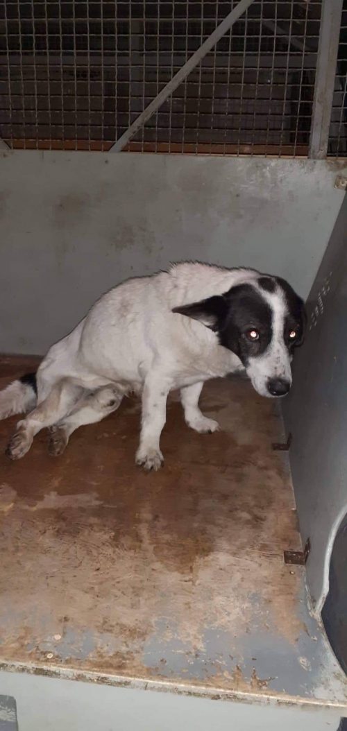 მეტისი უსახელო