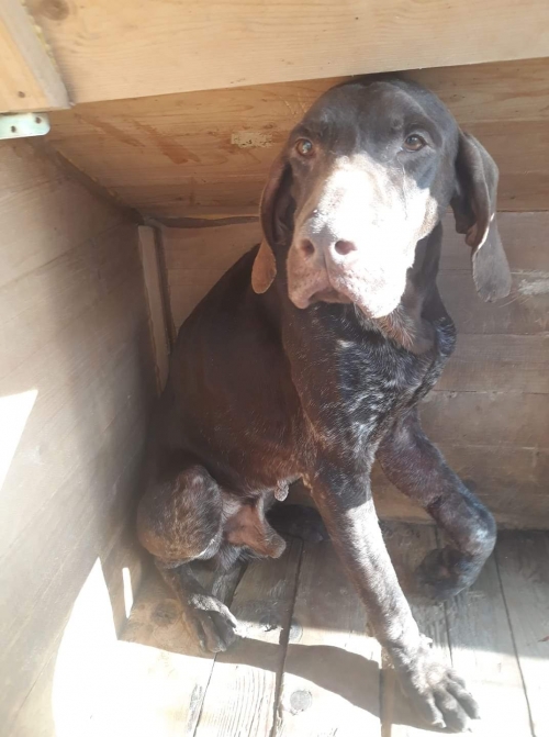 დრათხარი უსახელო