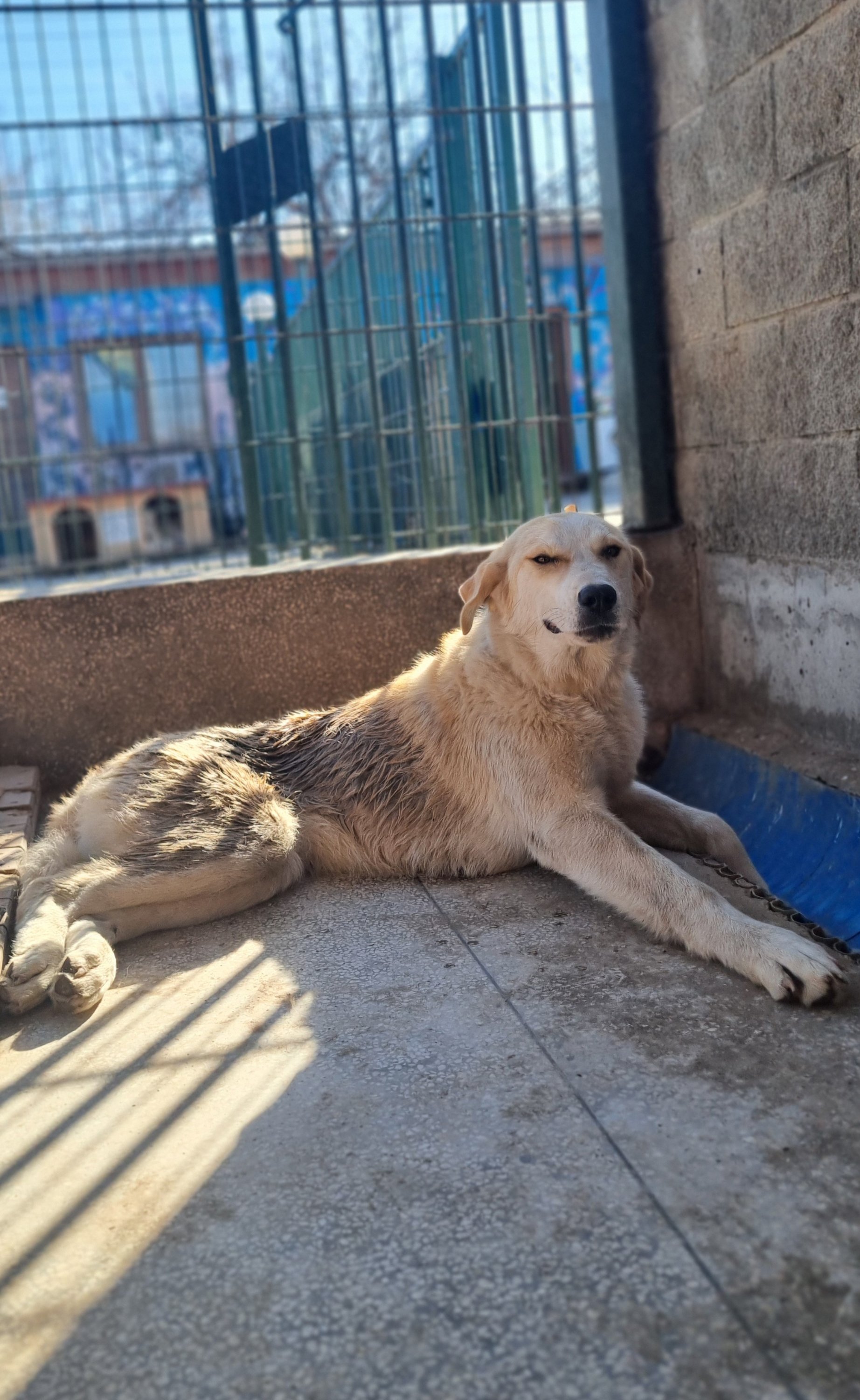 მეტისი. ბორჯომი. სოფ. ახალდაბა