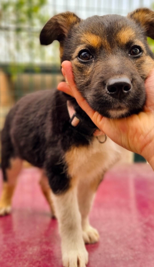 მეტისი მარჯანიშვილი