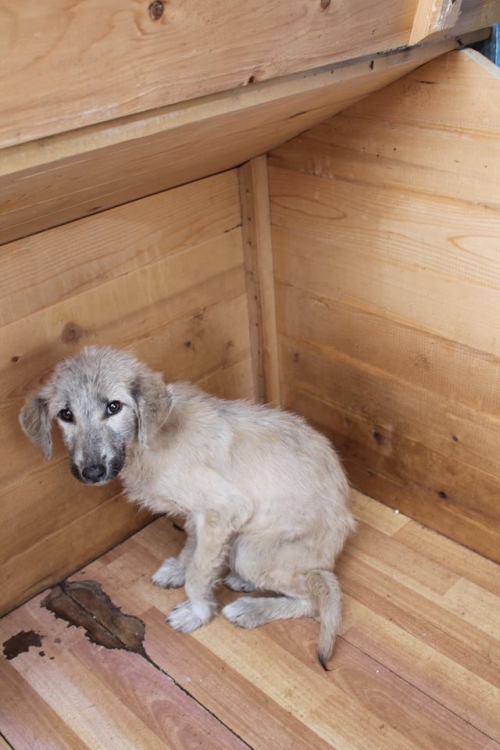 მეტისი უსახელო