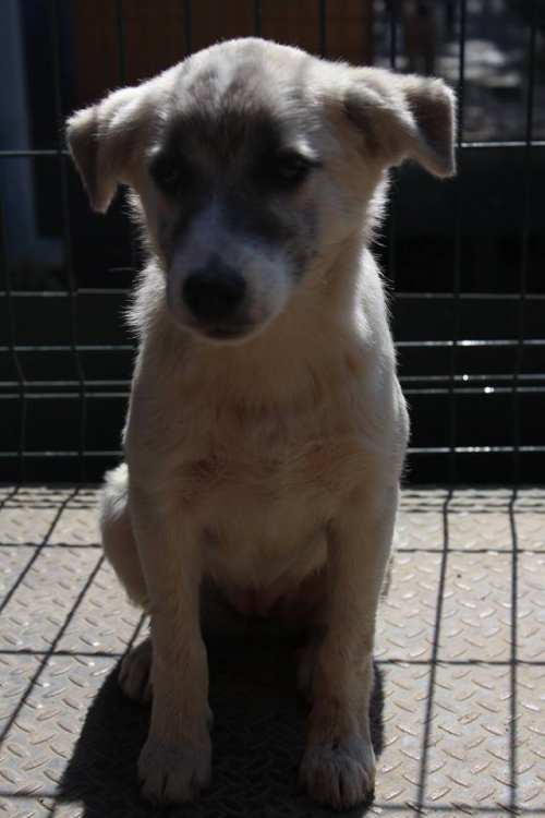 მეტისი უსახელო