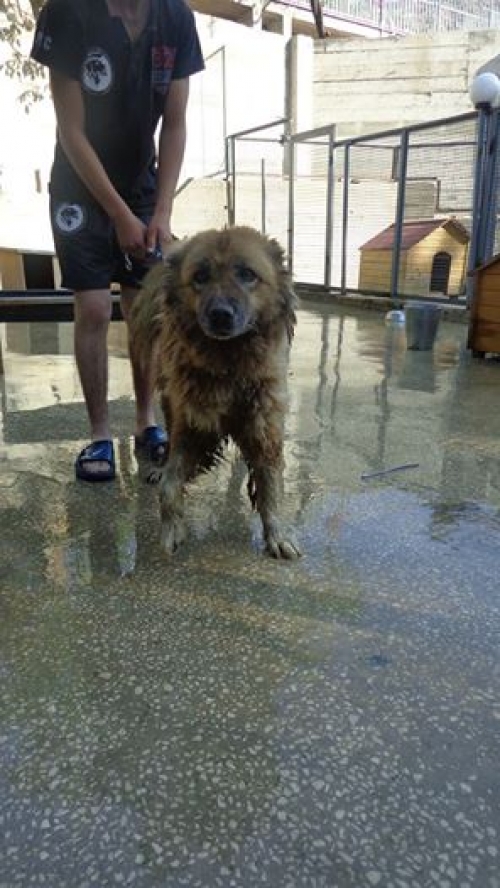 ქართული ქოფაკი უსახელო