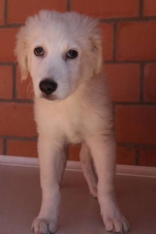 ლაიკის მეტისი ჯეკა