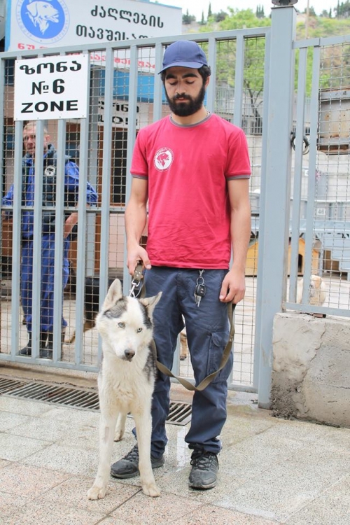 ლაიკა უსახელო