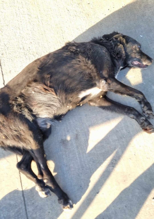 ქართული ქოფაკი სახელი ბობი. დიღმის მასივი მე 6 კვარტალი