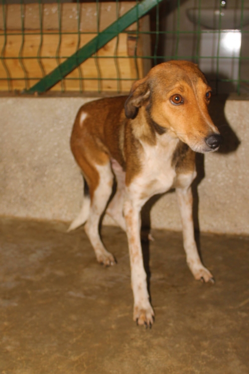 მეტისი დიქსი