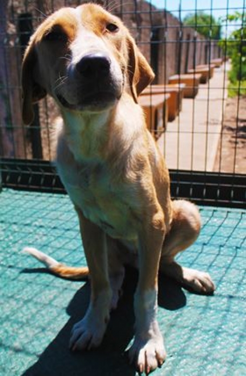 მეტისი უსახელო