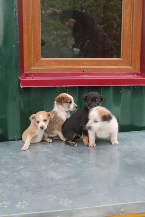 მეტისის ლეკვები უსახელო