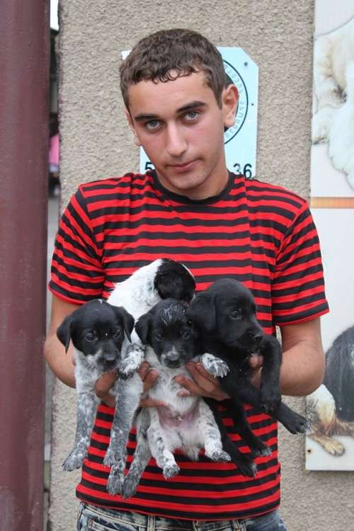 მეტისის ლეკვები უსახელო