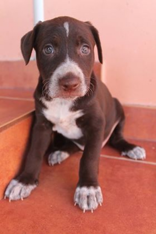 მეტისი უსახელო