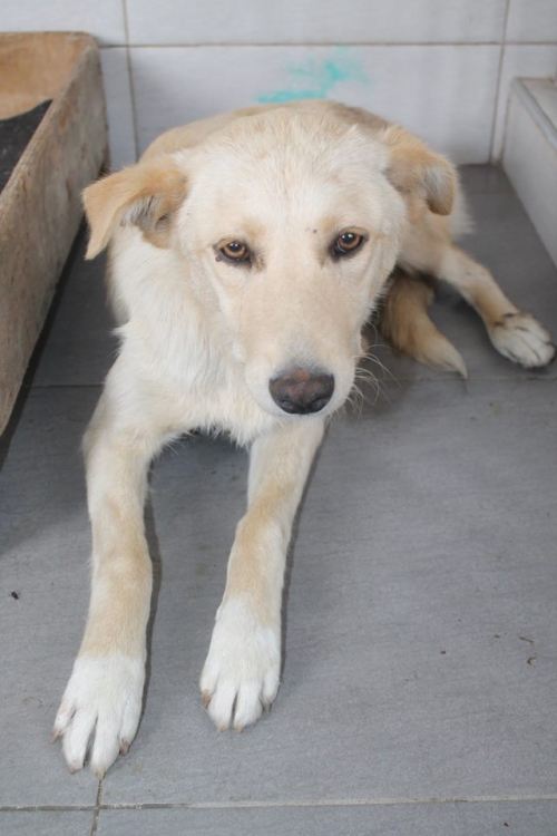 მეტისი უსახელო