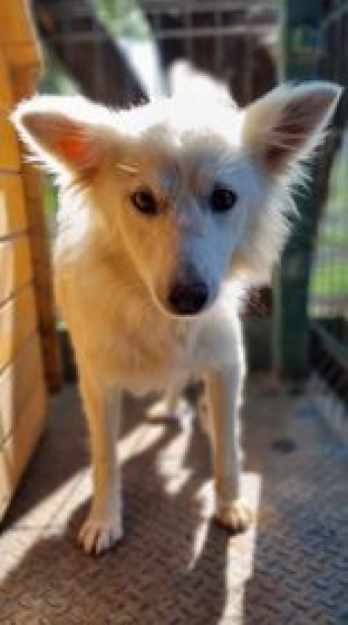 მეტისი სოფელი წალმიანი, ცუგო,