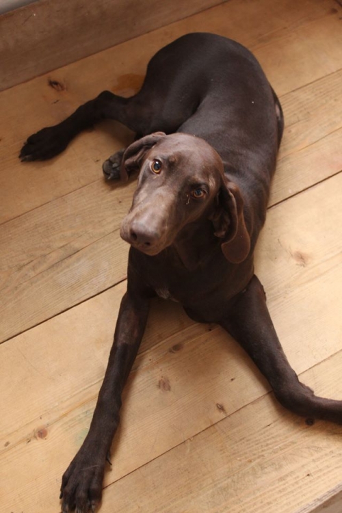 კურცხაარი ჯინა