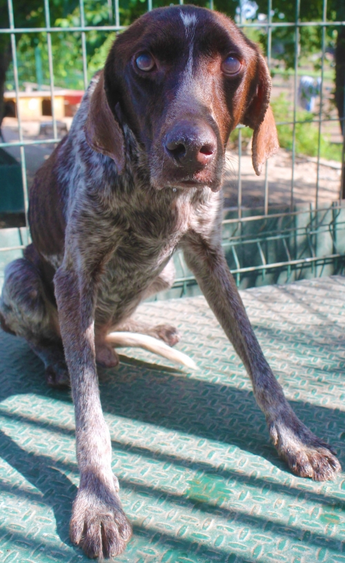 კურცხაარი უსახელო