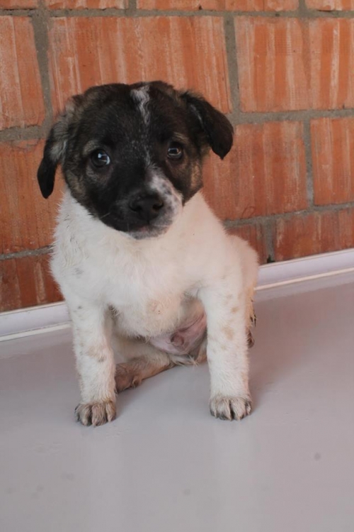 მეტისი უსახელო