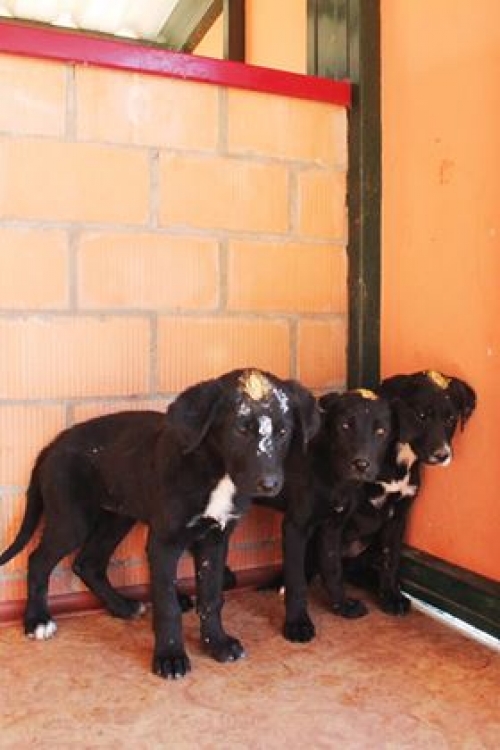 მეტისის ლეკვები უსახელო