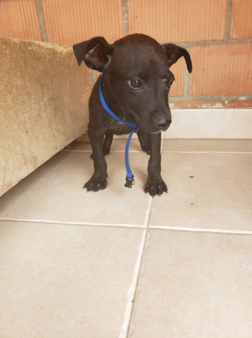 მეტისი ვაზისუბნის ფრესკოსთან იპოვა