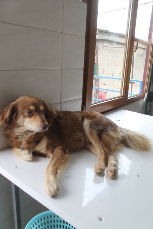 მეტისი უსახელო