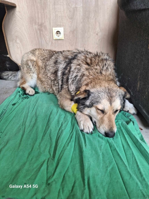 მეტისი ვარკეთილი ზემო პლატო 33 კორპუსი