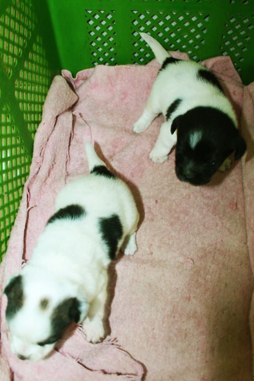 მეტისის ლეკვები უსახელო