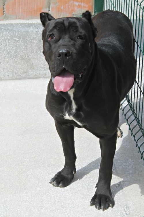 კანე კორსო ლუსი