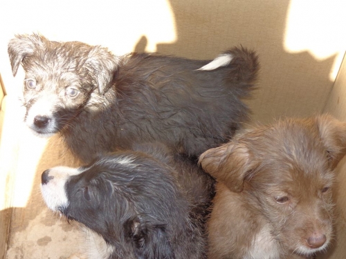 მეტისის ლეკვები უსახელო