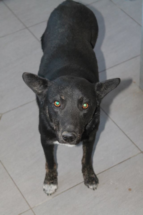 მეტისი უსახელო