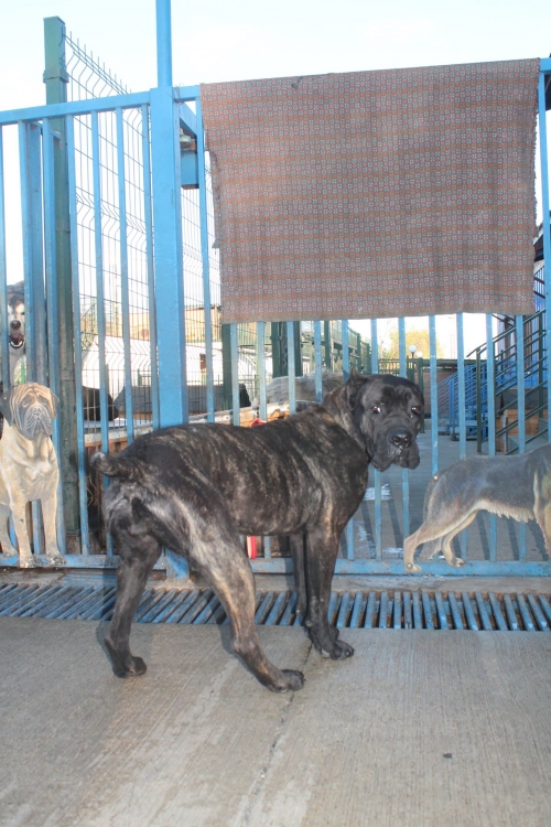 კანე კორსო ემმა