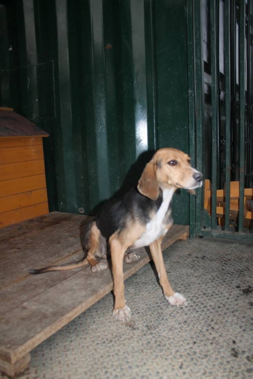 გონჩის მეტისი უსახელო