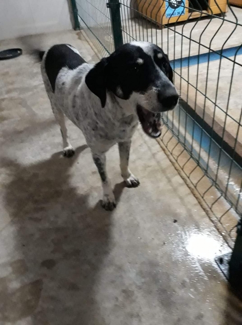 მეტისი უსახელო